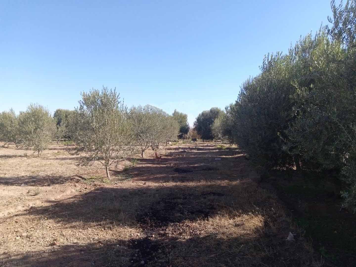 ارض فلاحية بها ازيد من 100 شجرة زيتون رمان كرم