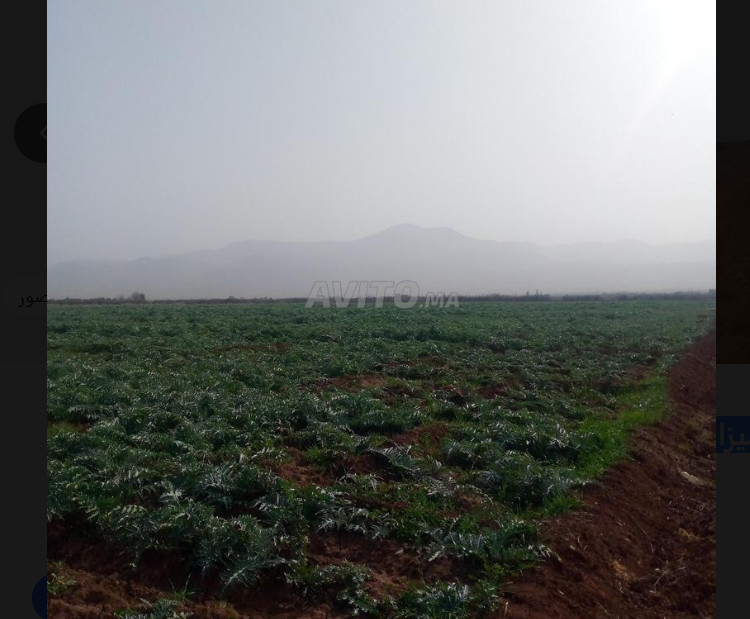 ارض فلاحية -هكتار ونصف قرب ميزان الحرارة سيدي جابر
