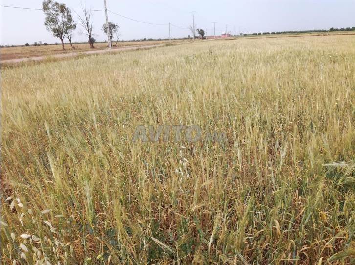 أرض مسجلة 1 هكتار للبيع على بعد 25 كم بني ملال