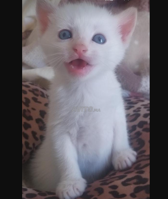 قطط أليفةللبيع – vente chatons