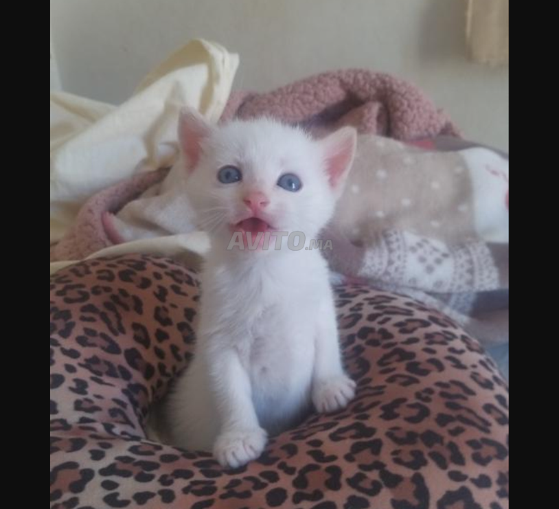 قطط أليفةللبيع – vente chatons