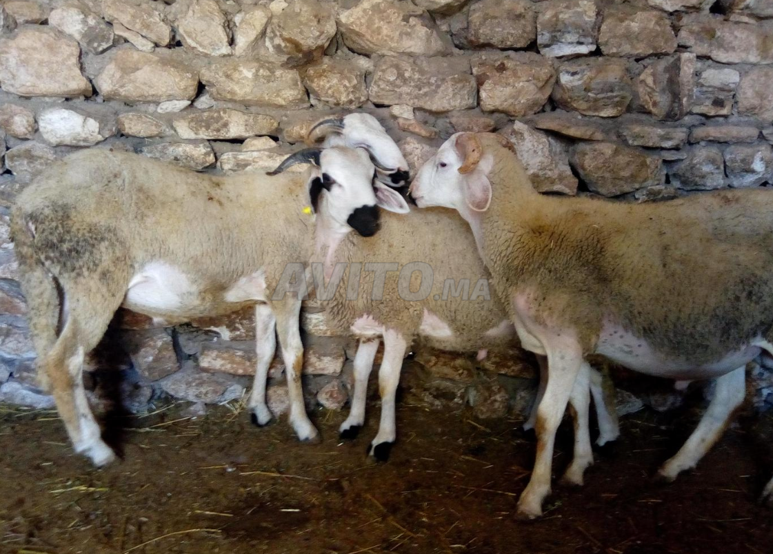 للبيع حولي للعيد الأضحى