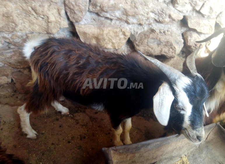 خريبكة – جدي للبيع جملة او بالتقسيط